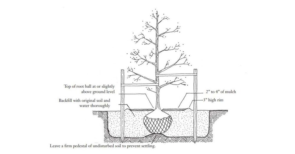 Correct Tree Planting.jpg