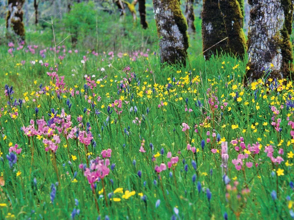 Cowichan Garry Oak Preserve, British Columbia
