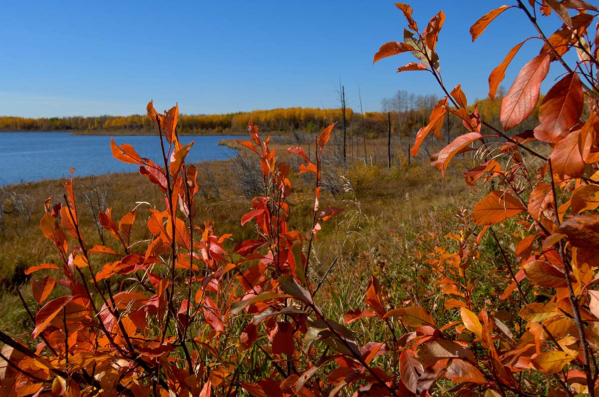 Coyote Lake, Alberta