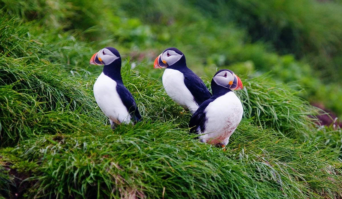 Atlantic Puffins