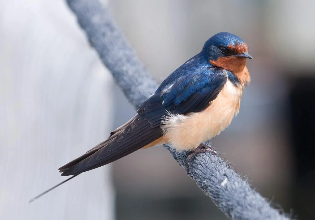 Barn Swallow