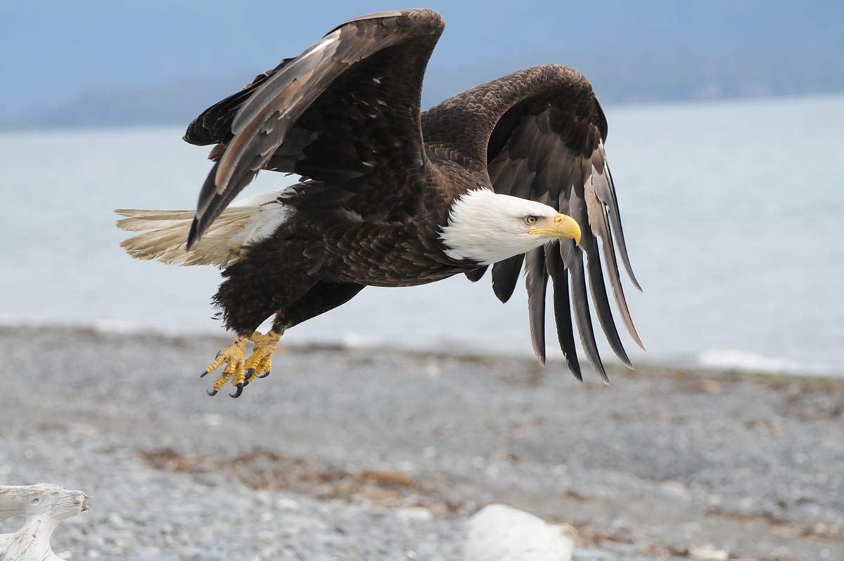 Bald Eagle