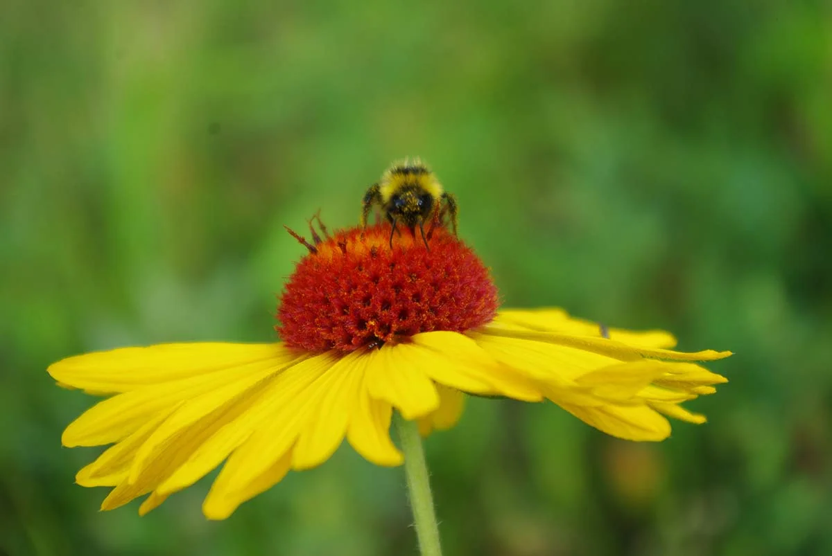 Bee