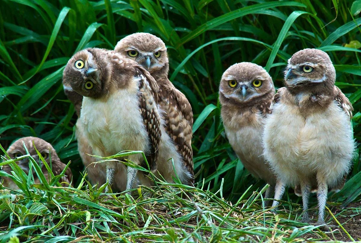 Burrowing Owls