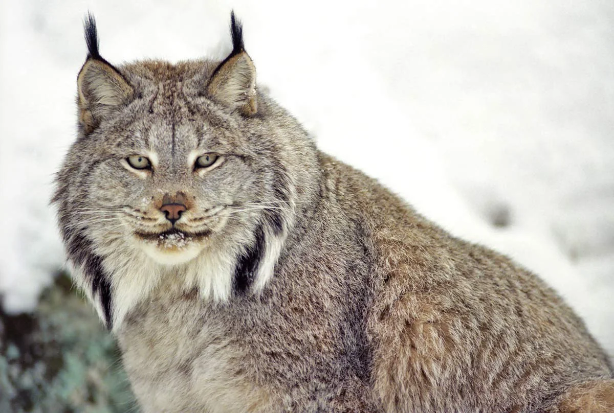 Canada Lynx