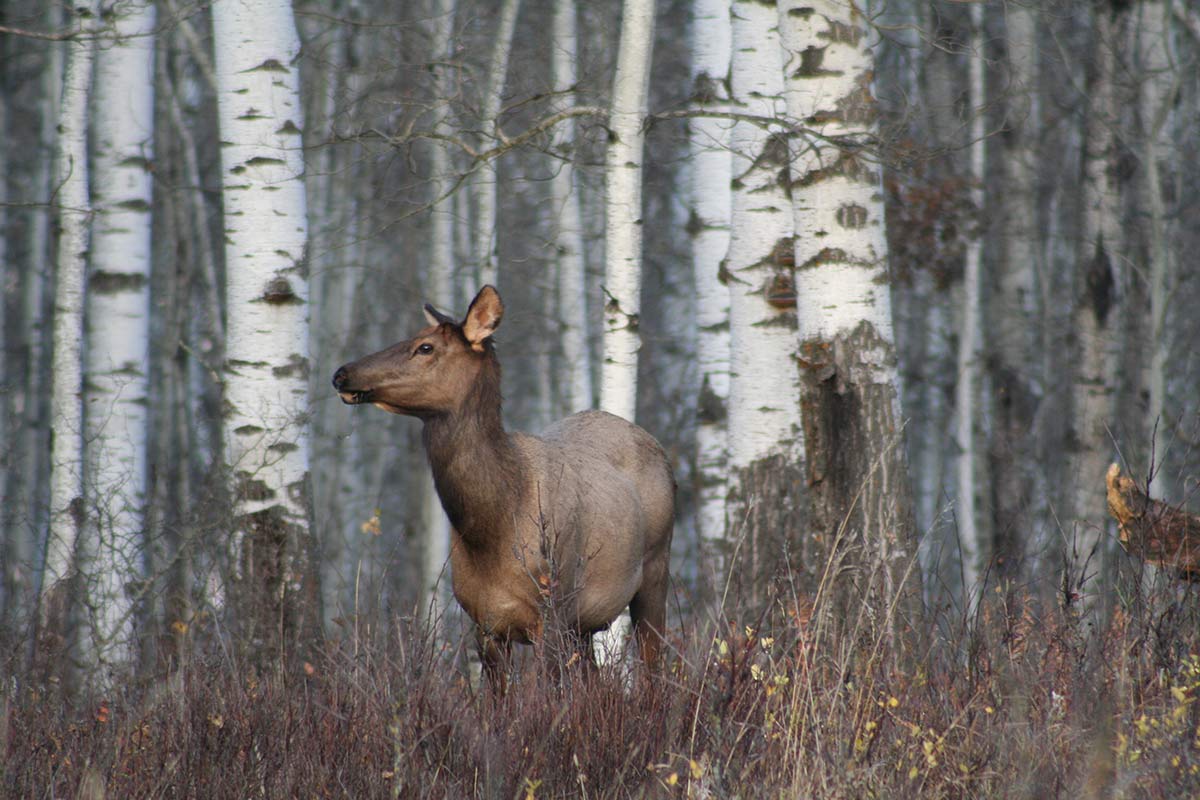 Elk
