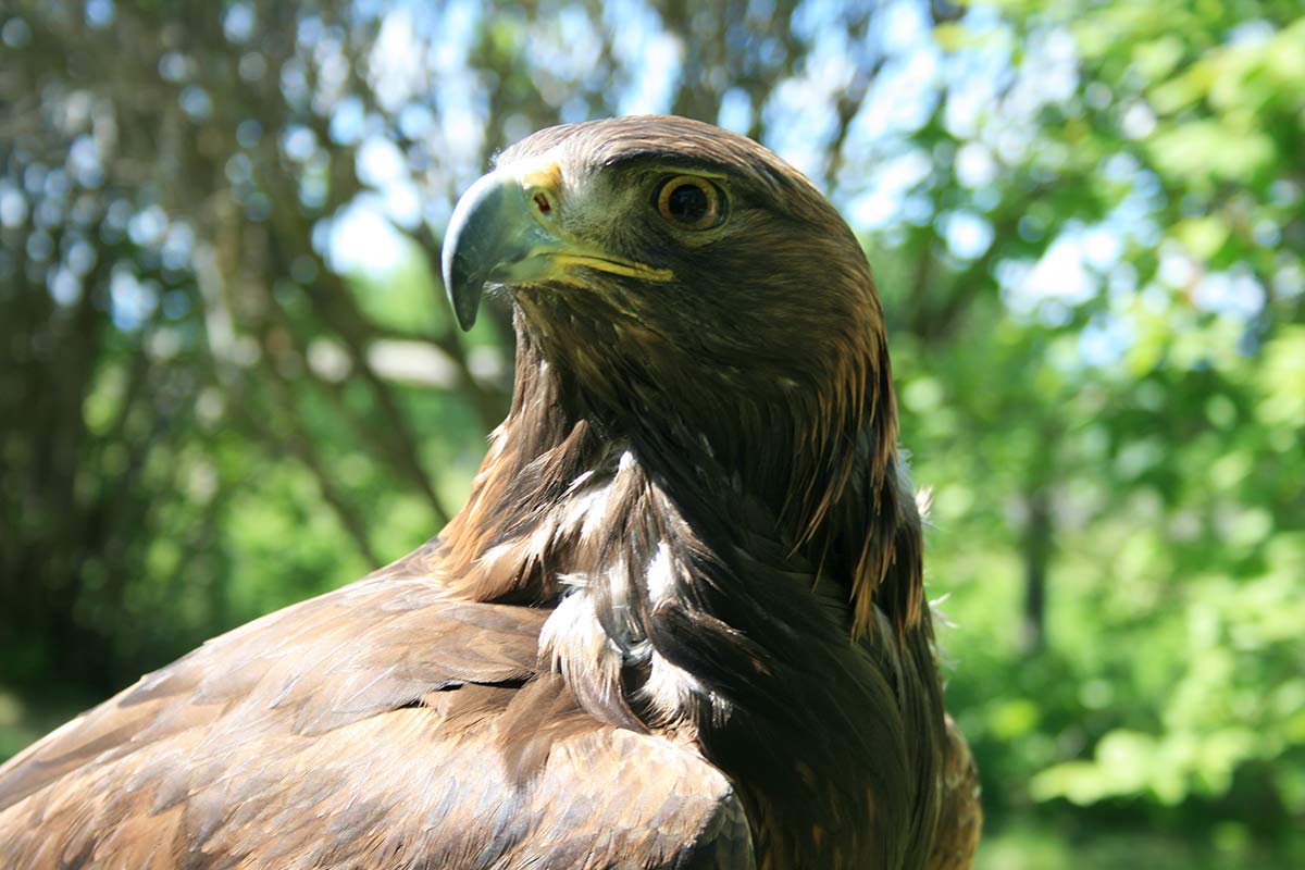 Golden Eagle