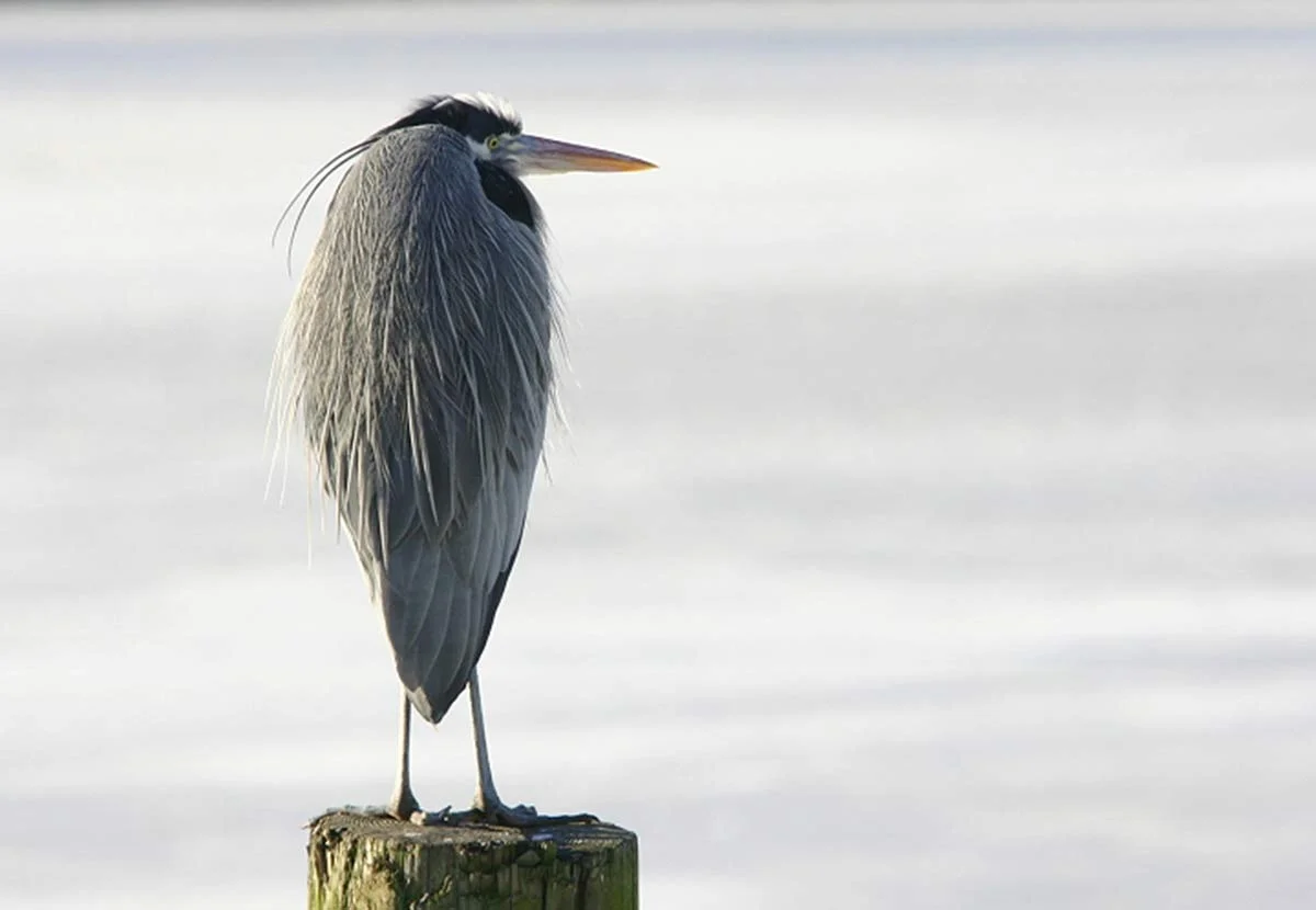Great Blue Heron
