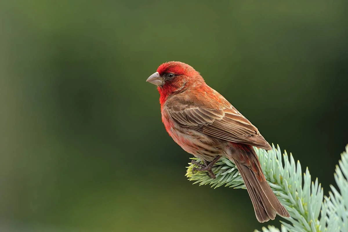 House Finch