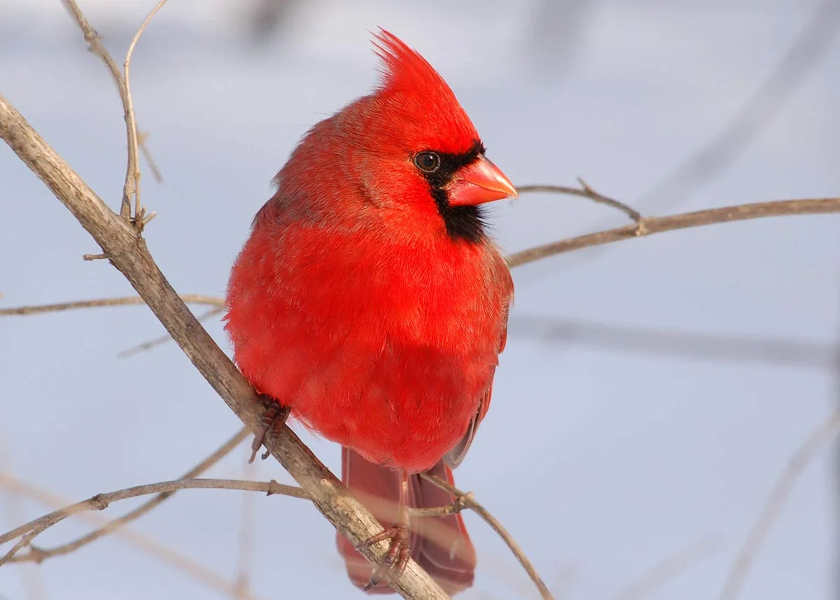 Northern Cardinal