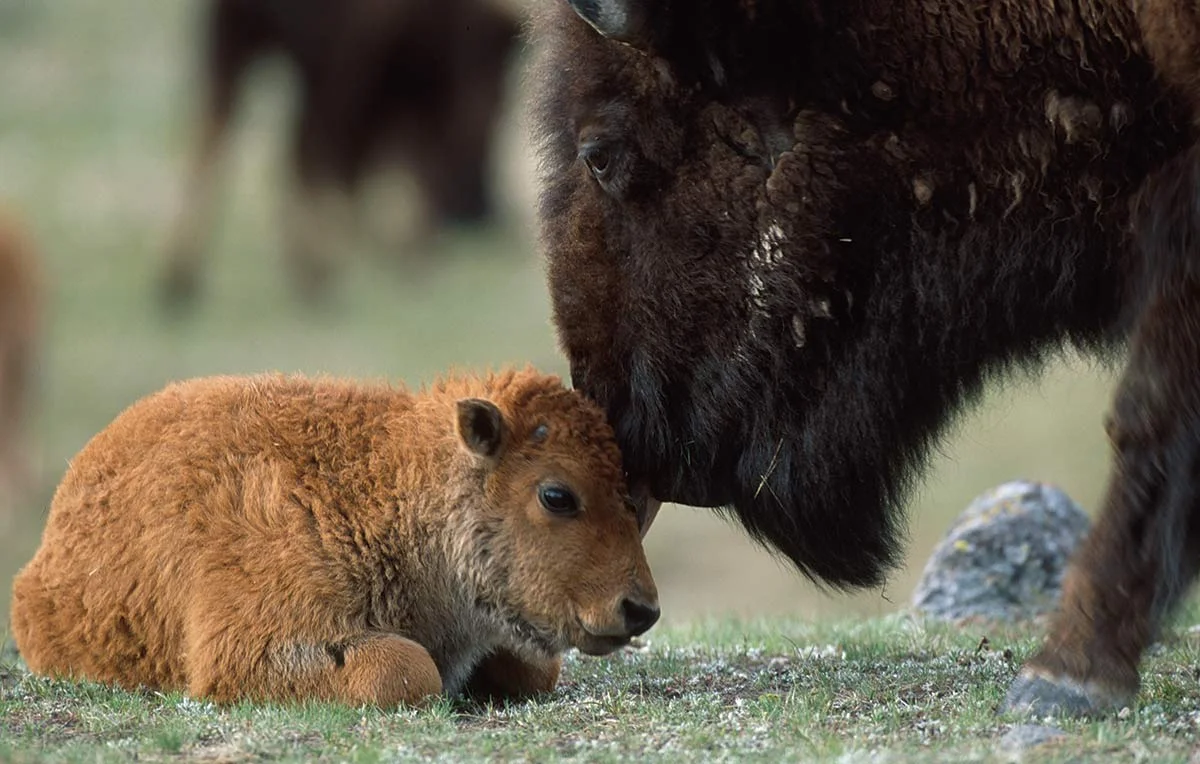 Plains Bison