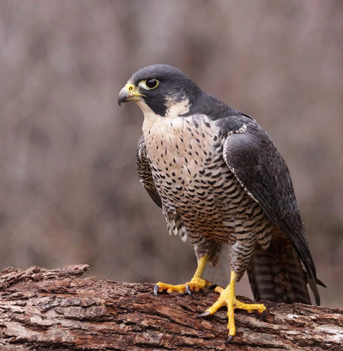 Peregrine Falcon