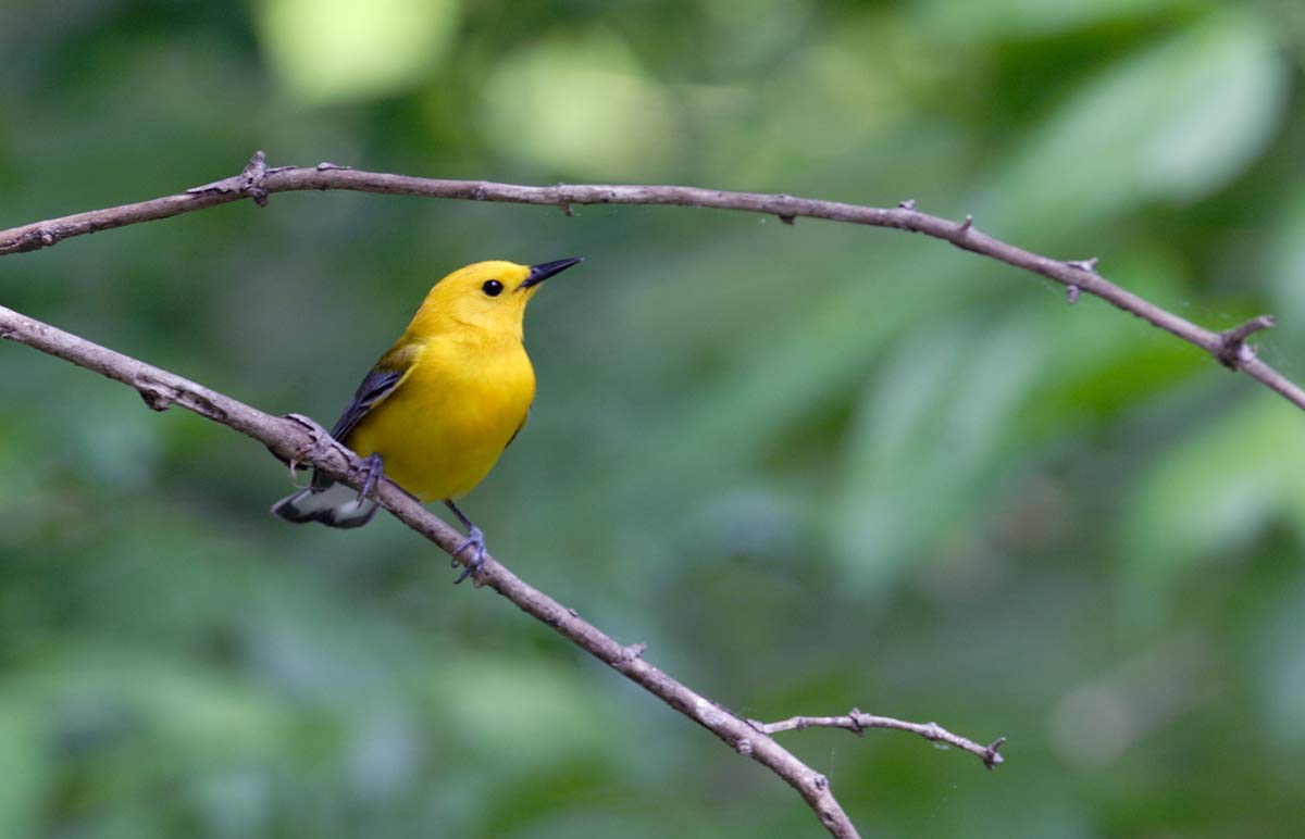 Prothonotary Warbler