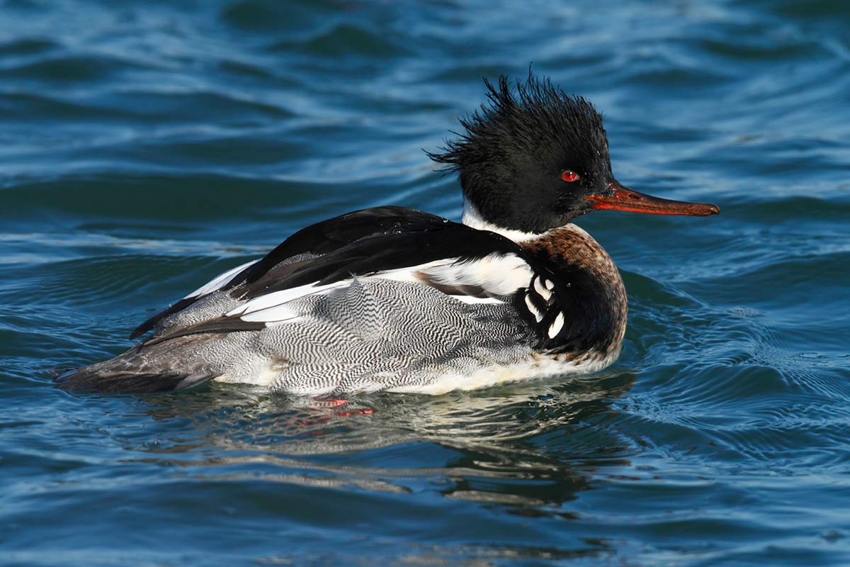 Red-breasted Merganser