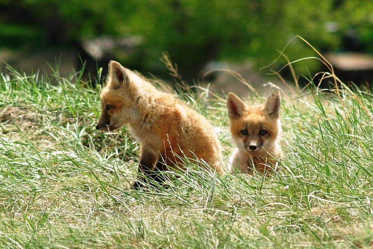 Red Fox Kits