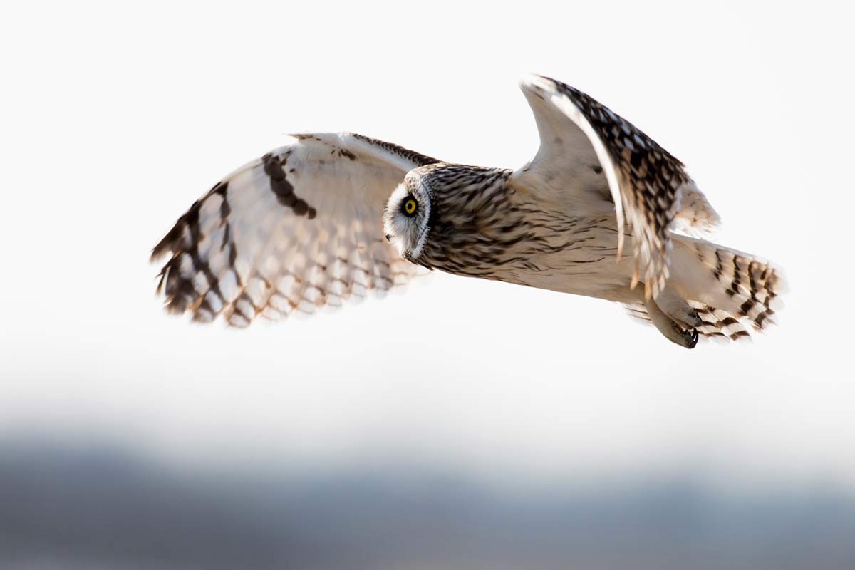 Short-eared Owl