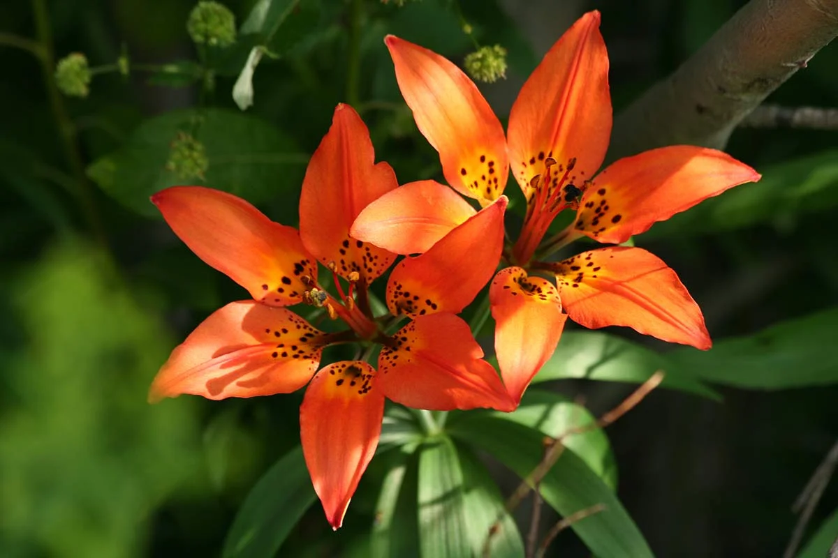 Wood Lily