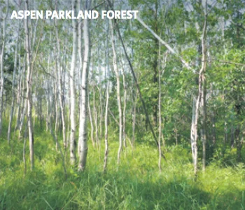 PAJONK PROPERTY, MB, NCC