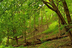 Forest by the Humber River, ON (Photo by Michael Gil, Wikimedia Commons)