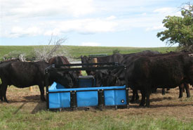Cattle drinking from water system (Photo by NCC)