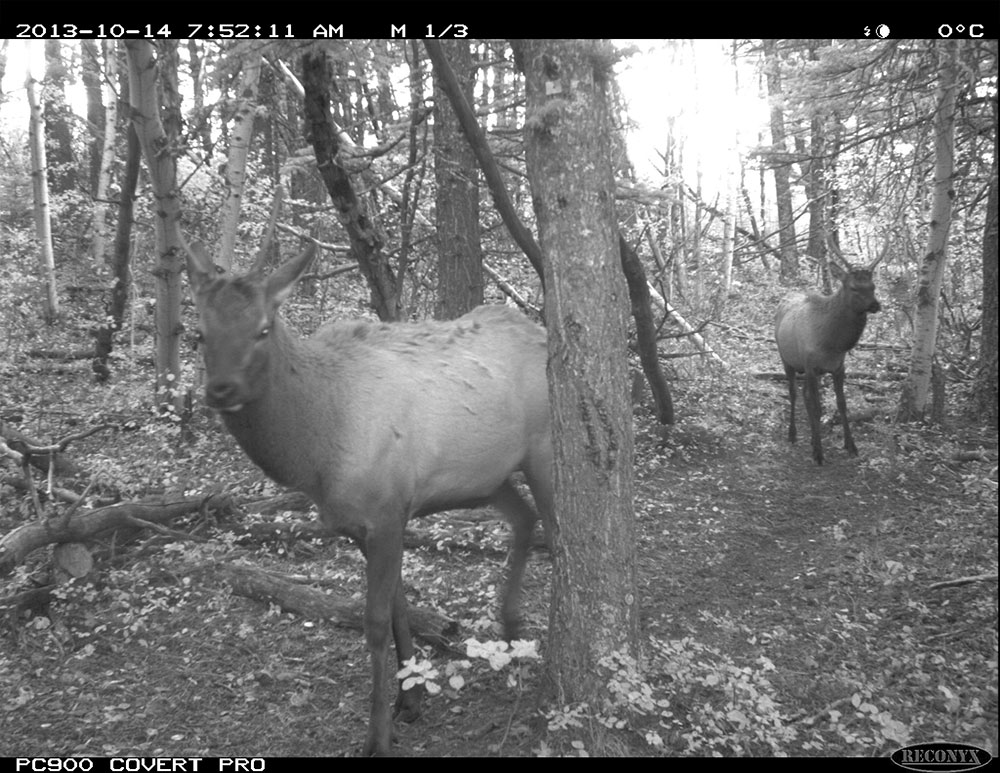 A trail camera on NCC’s Brooks property in Waterton, AB, gives a sneak peek into the activities of local wildlife. NCC
