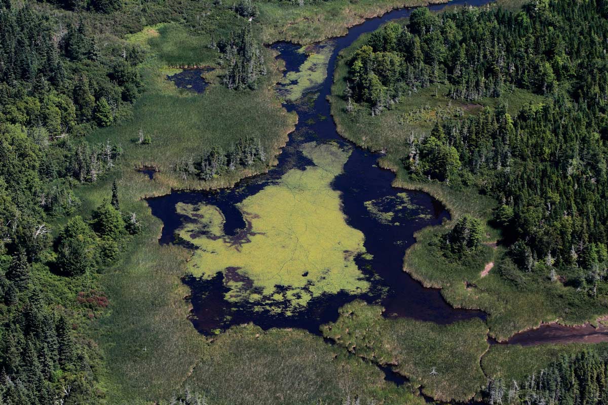 Acadian Forest - Chignecto Isthmus, NB 2 (Photo by Mike Dembeck)