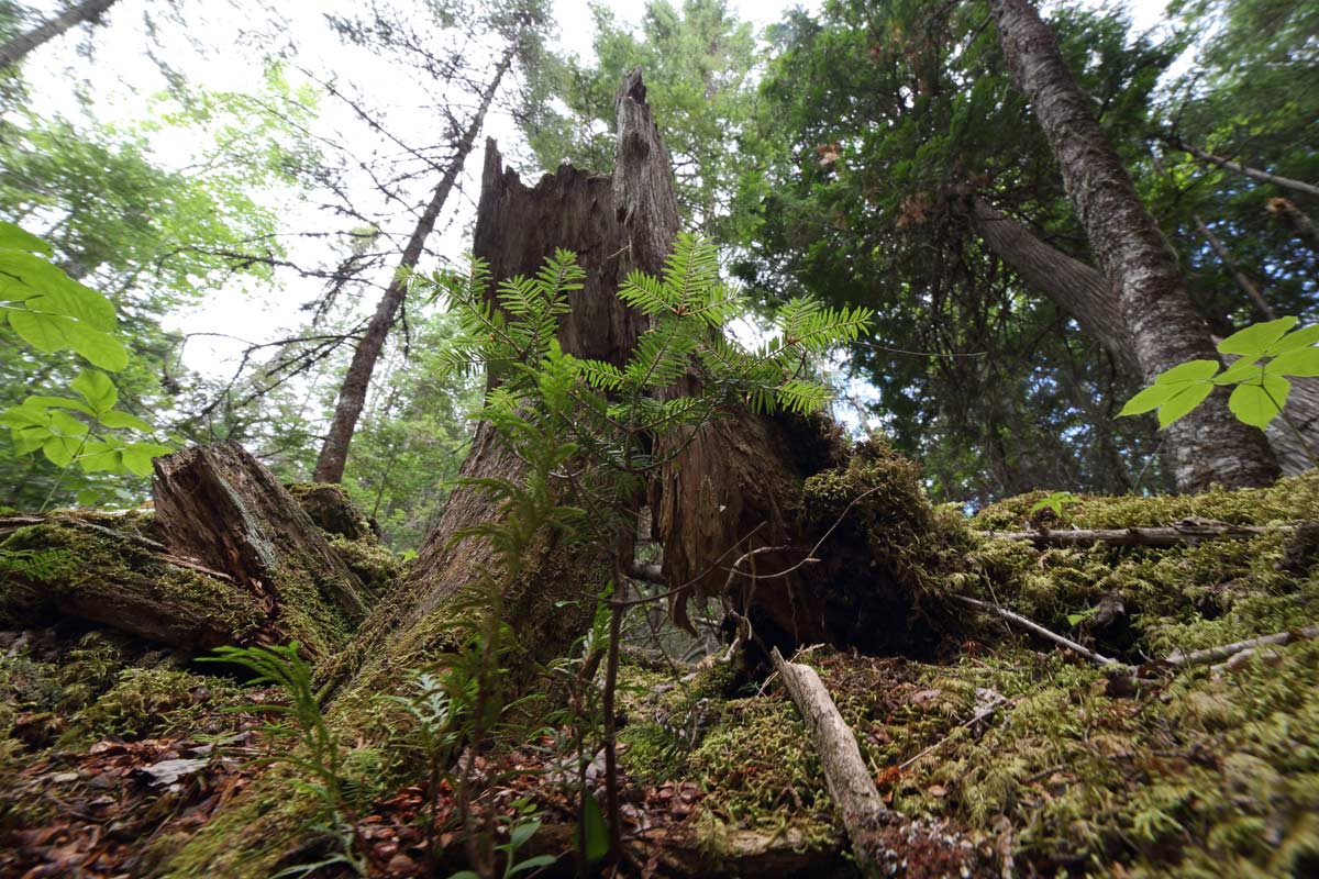 Acadian Forest - Docherty's Brook, NS (Photo by Mike Dembeck)