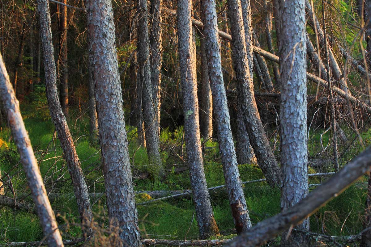 Boreal Forest - Kurian, MB (Photo by Mike Dembeck)