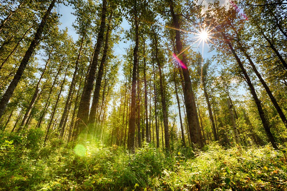 Boreal Forest - Busenius, AB (Photo by Kyle Marquardt)