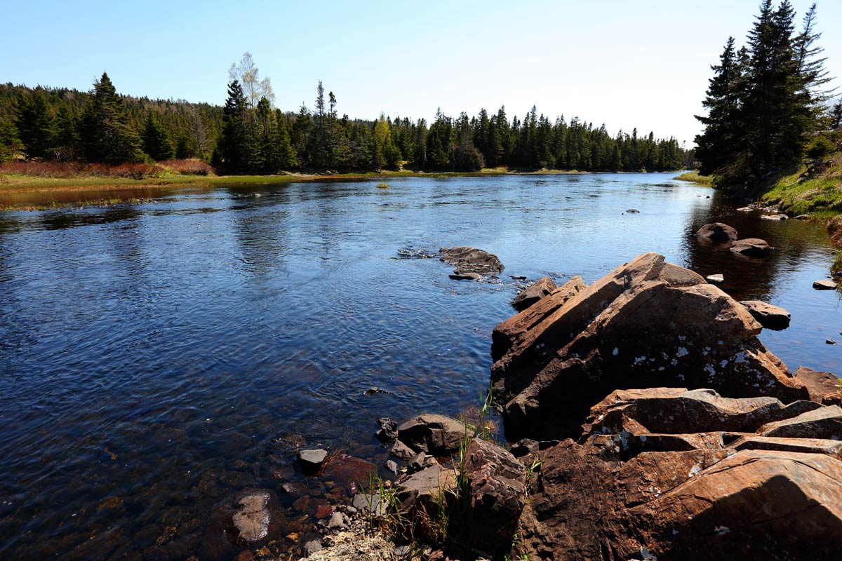 Boreal Forest - Salmonier Line, NL (Photo by Mike Dembeck)