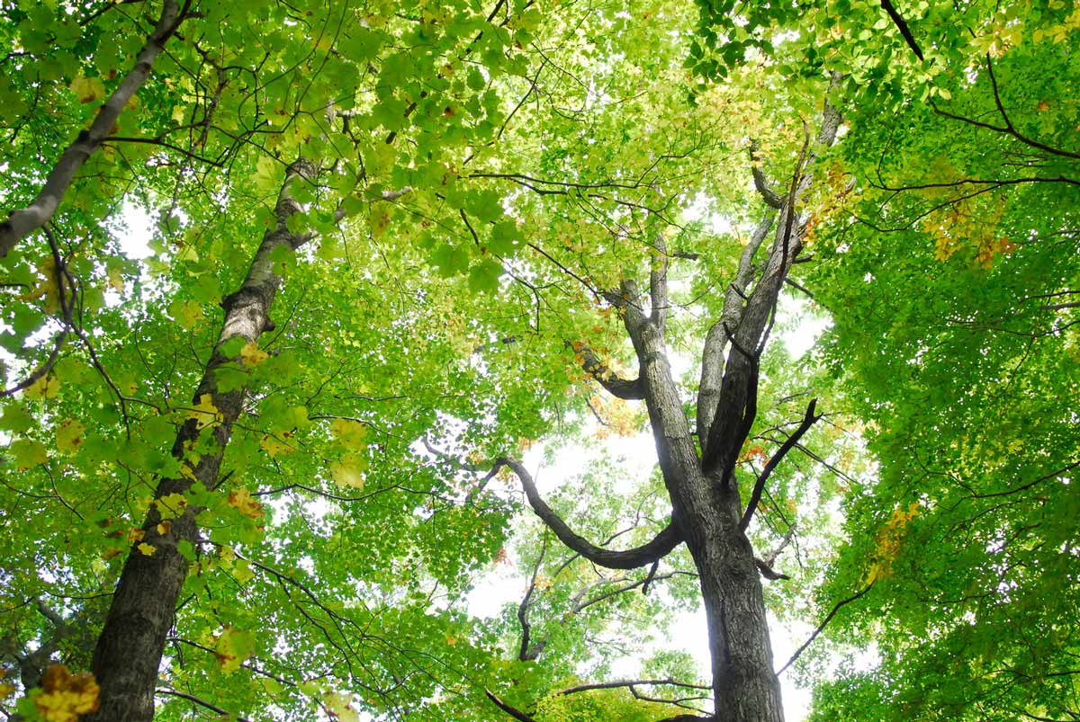 Carolinian Forest - Backus Woods, ON (Photo by Simon Wilson)