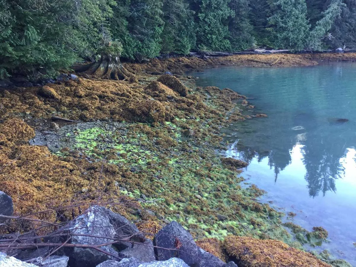 Coastal Forest - Rivers Inlet, Allard, BC (Photo by NCC)