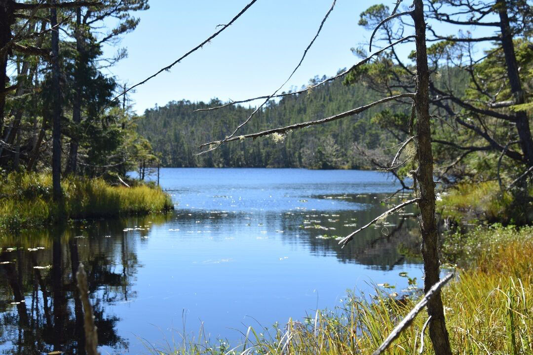 Coastal Forest-Spider Lake, Allard, BC (Photo by NCC)