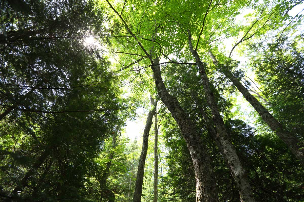 Great Lakes - St. Lawrence Forest - Crane River, ON (Photo by Mike Dembeck)