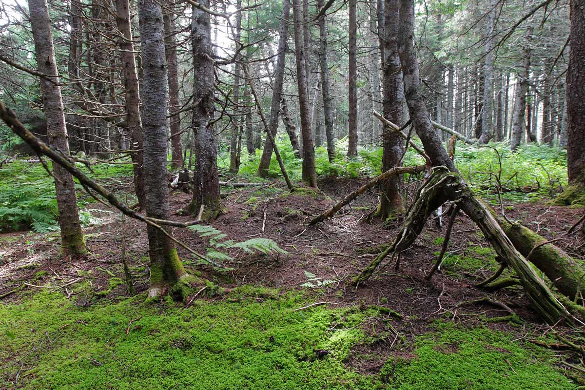 Great Lakes - St. Lawrence Forest - Green Point, QC (Photo by Mike Dembeck)