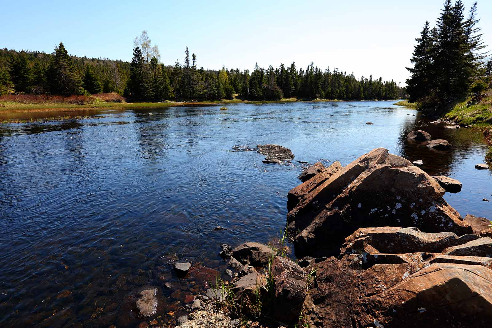 Boreal Forest - Salmonier Line, NL (Photo by Mike Dembeck)