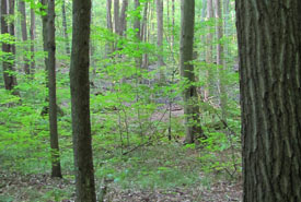 Backus Woods Addition, Southern Norfolk Sand Plain, ON (Photo by NCC)