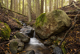 Cedar forests on the Midgeley property (Photo by Steve Ogle)