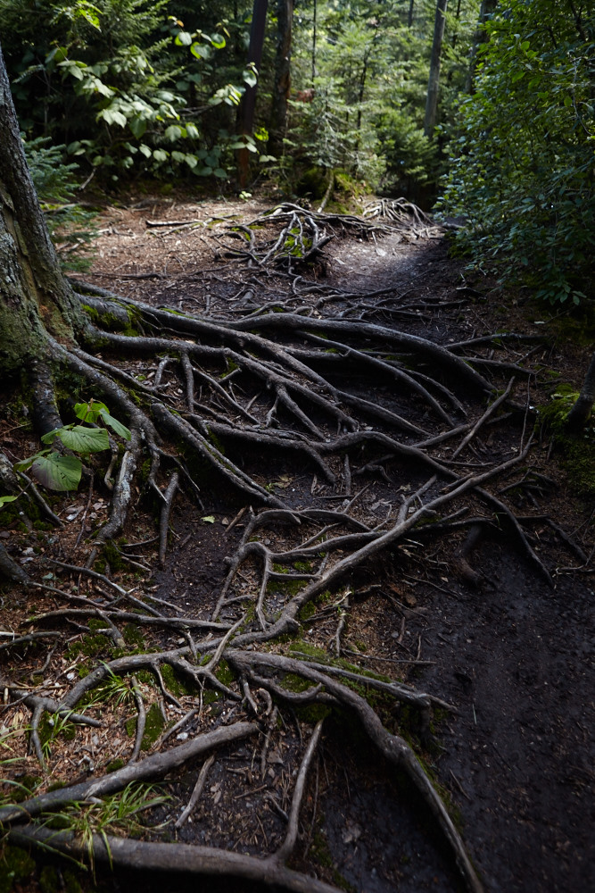 Image Credit: Green Mountains Nature Reserve, by Guillaume Simoneau