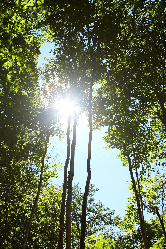 Image Credit: Green Mountains Nature Reserve, by Guillaume Simoneau