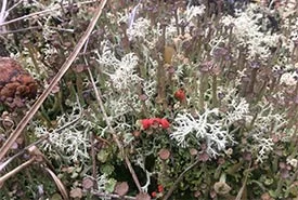 Miniature forest of lichen carpets the ground (Photo by NCC)