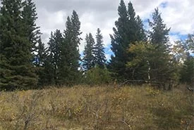 Tall, dark conifers surround grassy knolls (Photo by NCC)