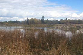 A large wetland supports a large beaver lodge (Photo by NCC)
