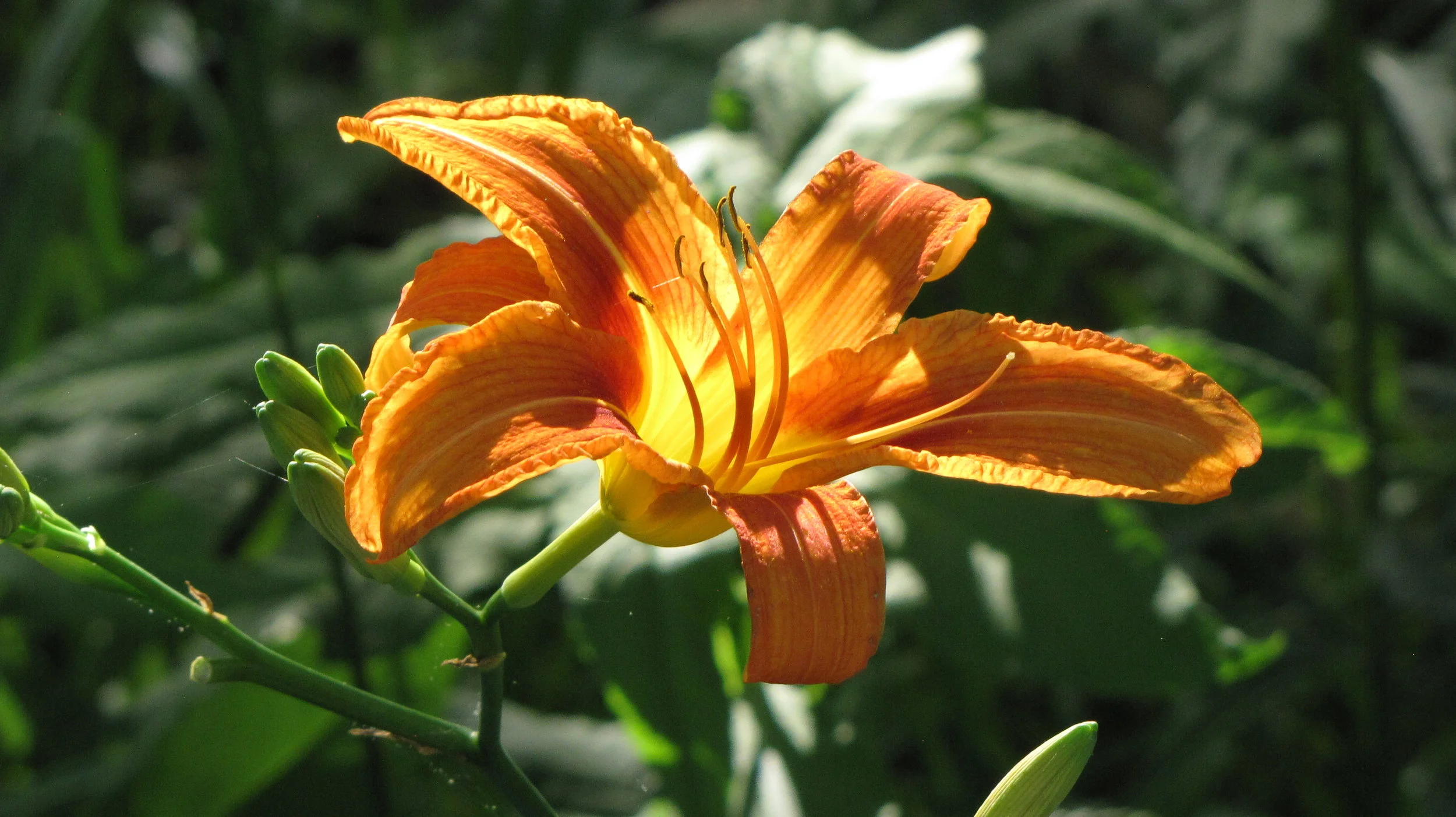 A Client's Process Through Energy Medicine