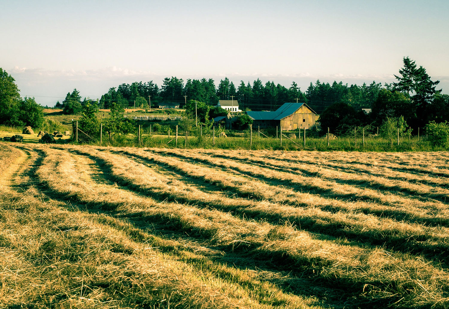 mown-fields-filter.jpg
