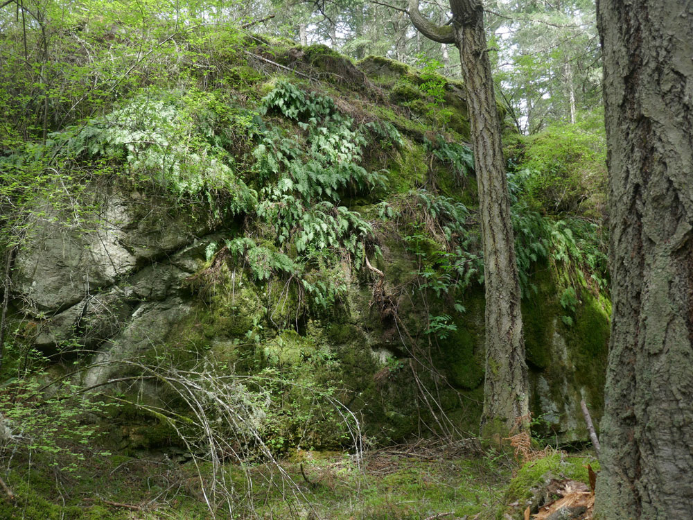 Ferns on a bedrock outcrop