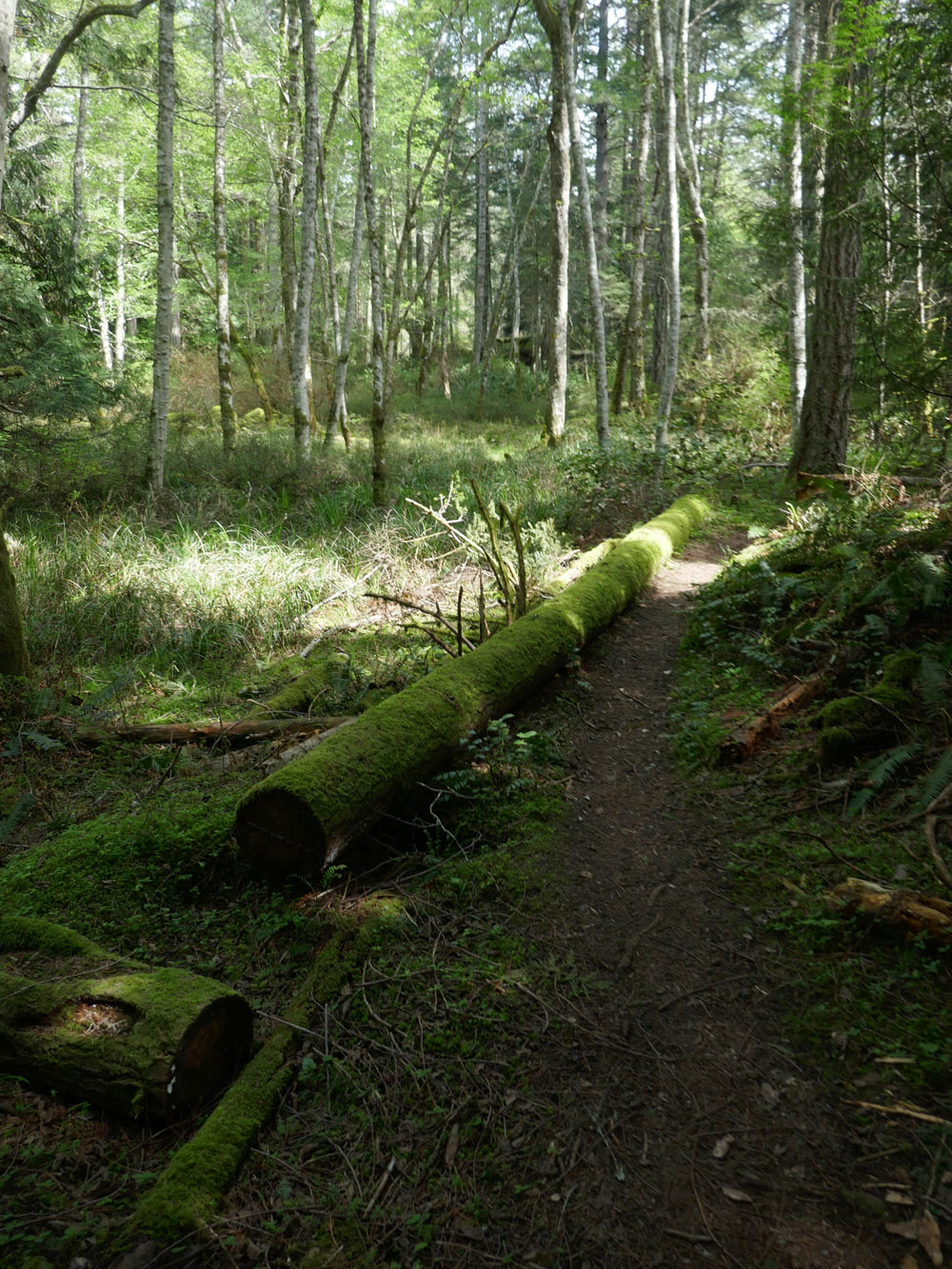 Woodland trail next to an alder bog