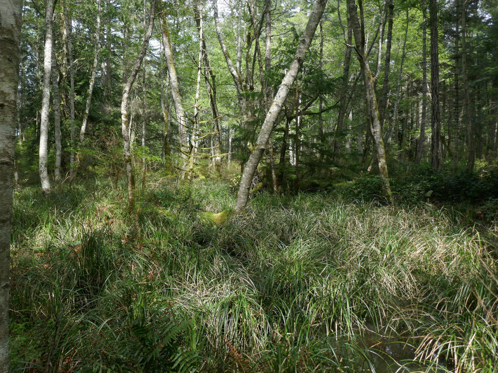 An alder bog in the spring