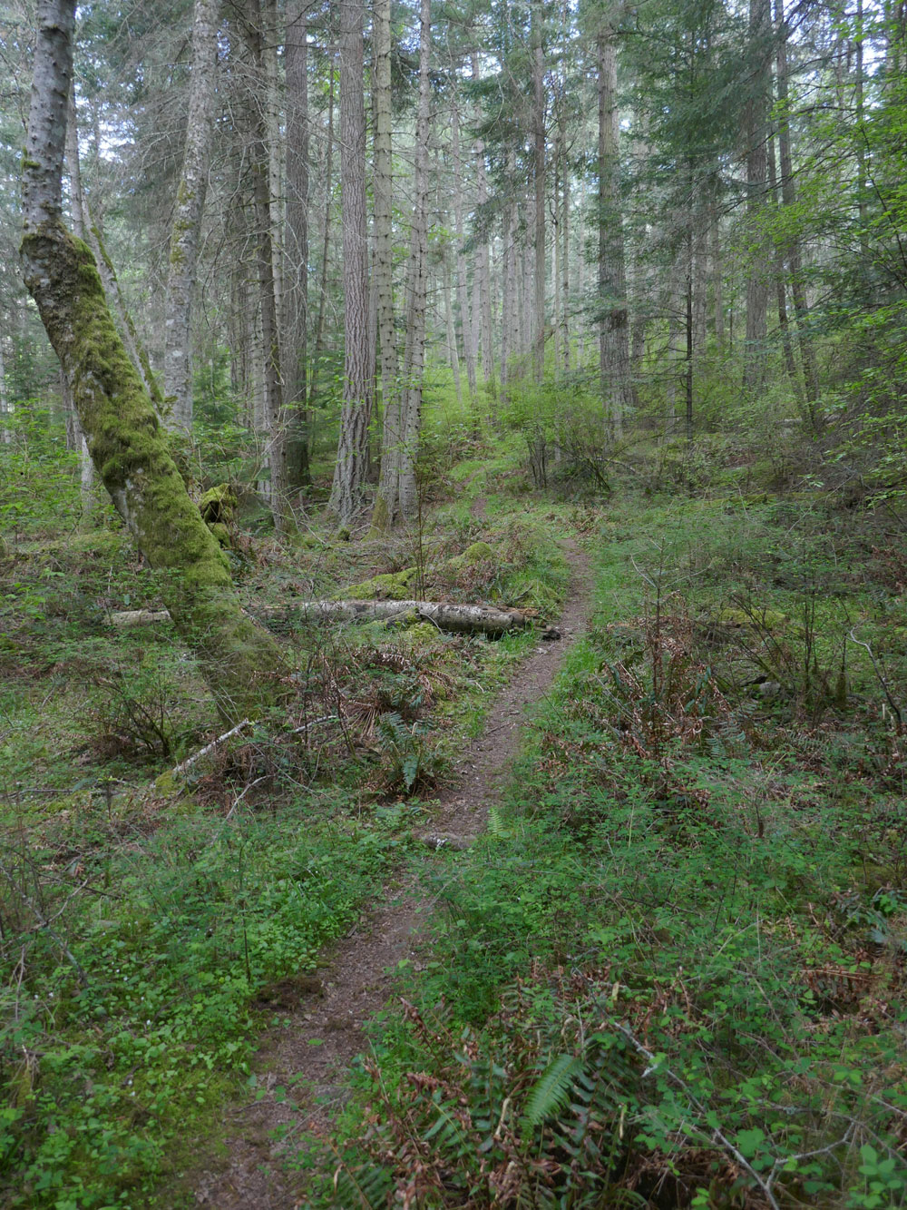 Woodland trail
