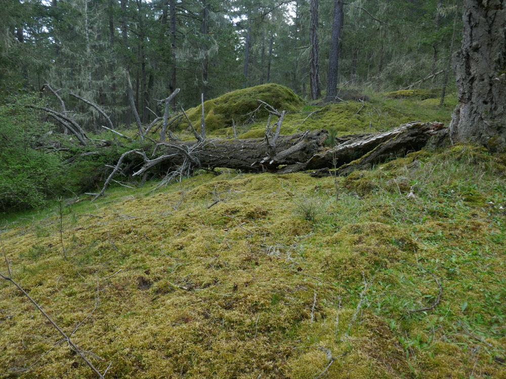 Bedrock outcrop covered with moss